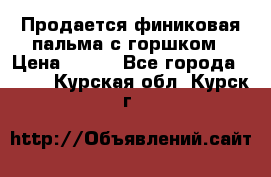 Продается финиковая пальма с горшком › Цена ­ 600 - Все города  »    . Курская обл.,Курск г.